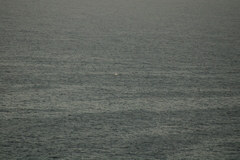 Megaptera novaeangliae