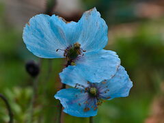Meconopsis betonicifolia