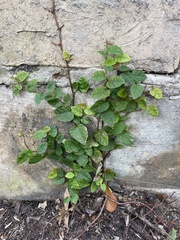 Planera aquatica