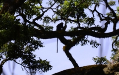 Semnopithecus johnii