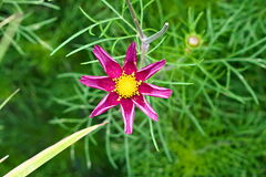 Cosmos bipinnatus