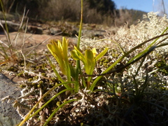 Gagea bohemica