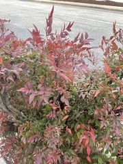 Nandina