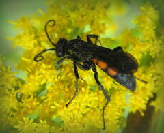 Anoplius viaticus