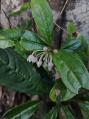 Ardisia lindleyana