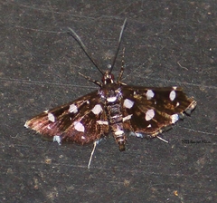 Bocchoris inspersalis