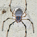 Ornamental Tree Trunk Spider - Photo (c) Vijay Anand Ismavel, some rights reserved (CC BY-NC-SA)