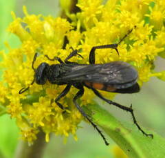 Anoplius viaticus