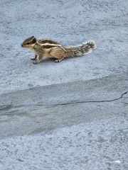 Funambulus pennantii