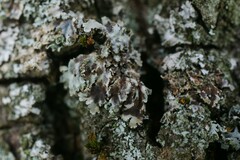 Lichenochora weillii