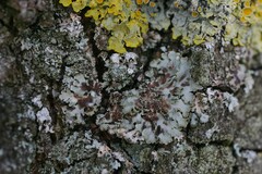 Lichenochora weillii