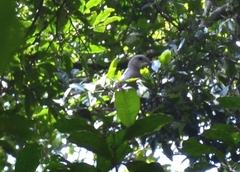 Ducula cuprea