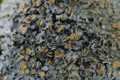 Xanthoriicola physciae