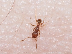 Pheidole dentigula