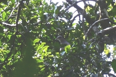 Ducula cuprea