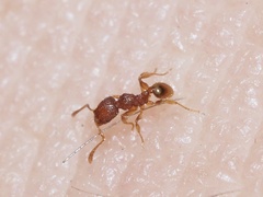 Pheidole dentigula