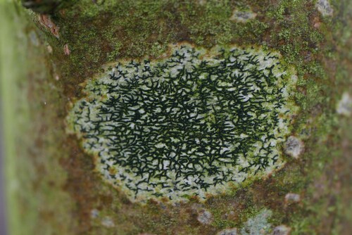 Arthonia atra