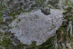 Arthonia cinnabarina