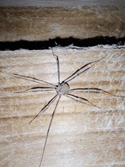 Trachyrhinus rectipalpus