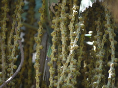 Caryota urens