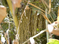Caryota urens