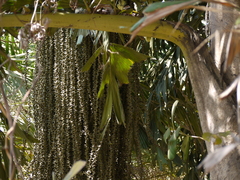 Caryota urens