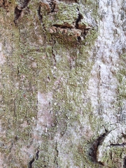 Cryptococcus fagisuga