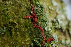 Nectriaceae