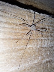 Trachyrhinus rectipalpus