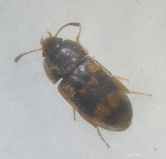 Litargus connexus
