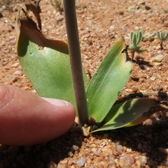 Albuca unifolia