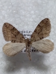 Thera cognata