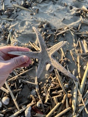 Astropecten