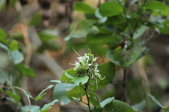 Bauhinia divaricata