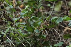 Bauhinia divaricata