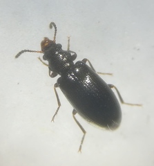 Salpingidae