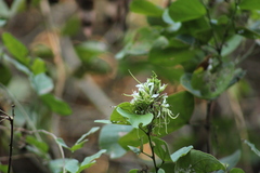 Bauhinia divaricata