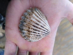 Acanthocardia echinata