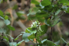 Bauhinia divaricata