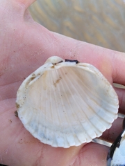 Acanthocardia echinata