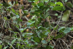 Bauhinia divaricata