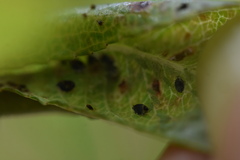 Myzus persicae