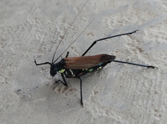 Scaphura elegans