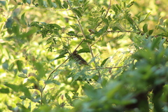 Cyanocompsa parellina