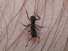 Cyphomyrmex rimosus