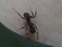 Cyphomyrmex rimosus