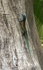 Cnemidophorus gaigei