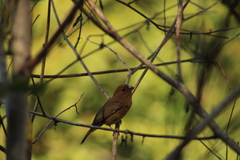 Cyanocompsa parellina