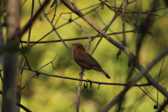 Cyanocompsa parellina