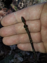 Acer pensylvanicum